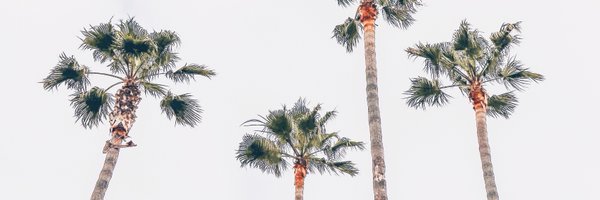tanea Profile Banner