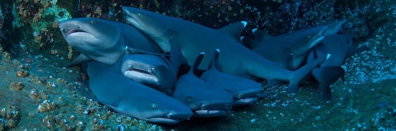 koiph0bia🦈🍉 banner