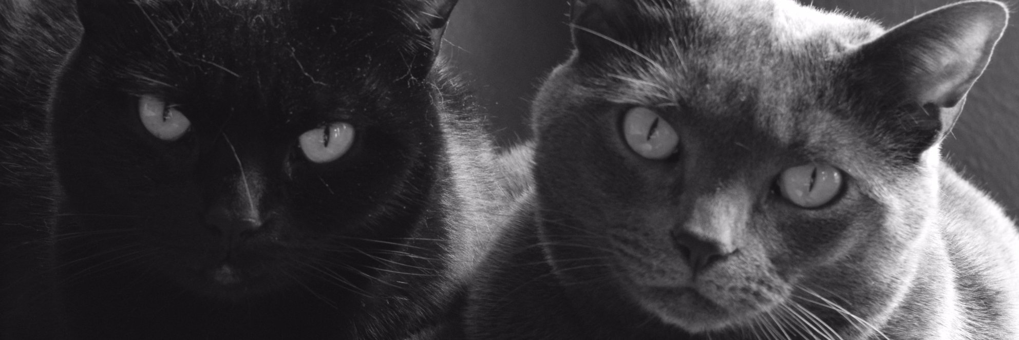 josv's profile banner image