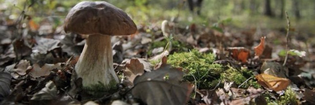 Armand de Mougins banner