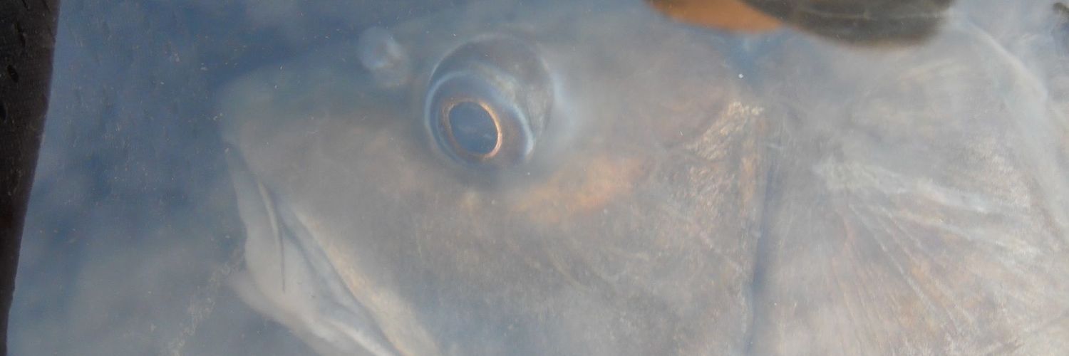 Shannon@Planitnorth banner