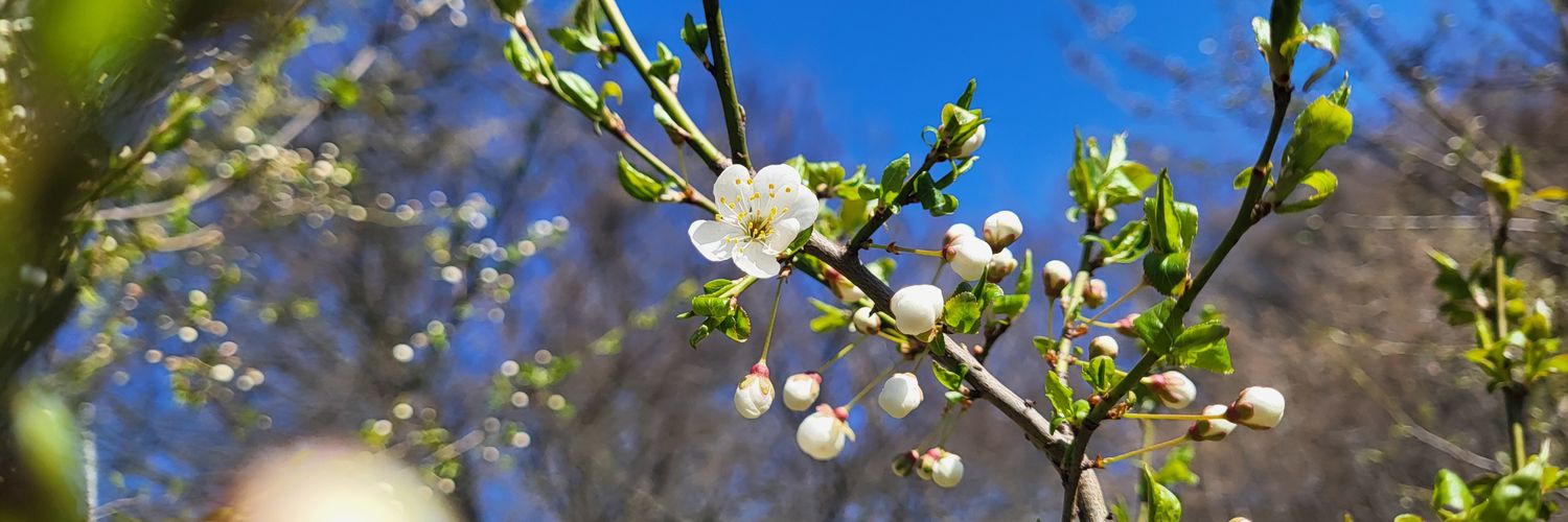 Andrea Hyblova FSP 🇨🇿 (🇻🇦+🇺🇦+🇪🇺) banner