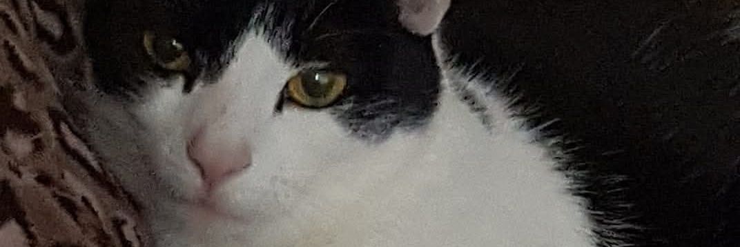 CakeHanded's profile banner image