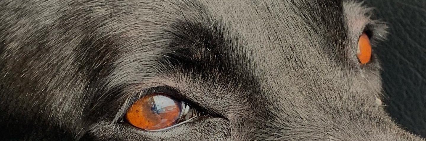 aniaaramoss_'s profile banner image