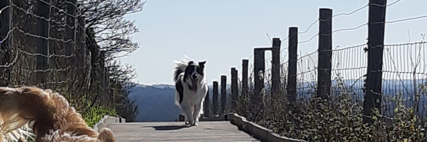 MAFwales's profile banner image