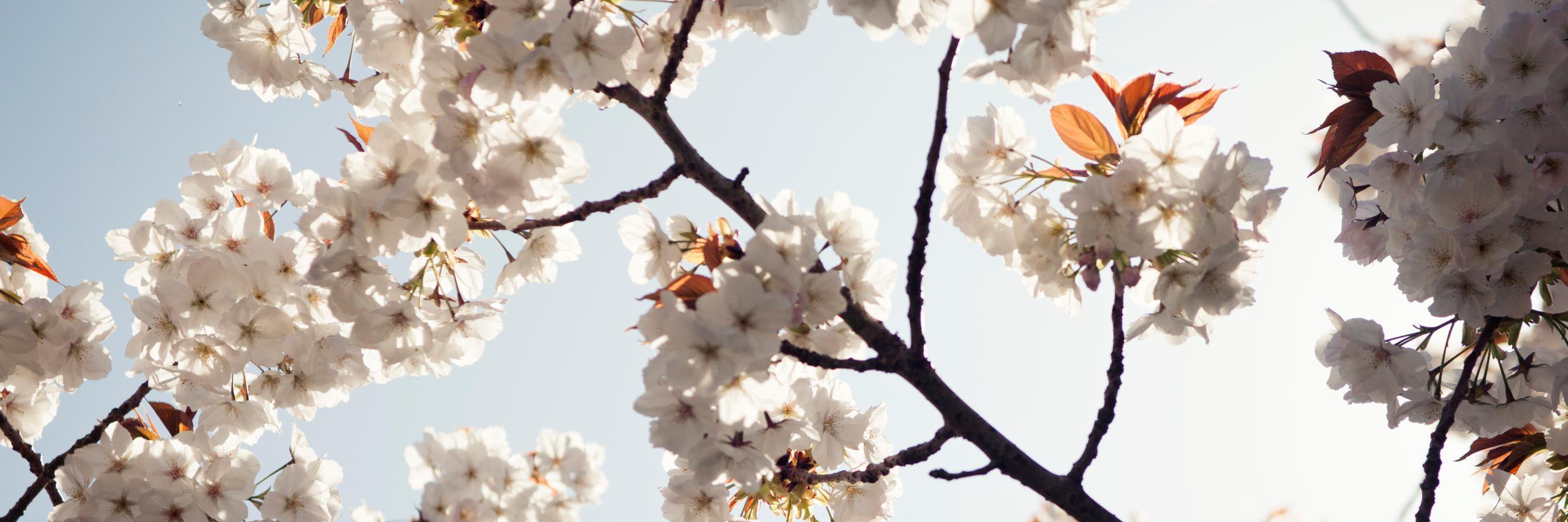 HospiscareActiv's profile banner image