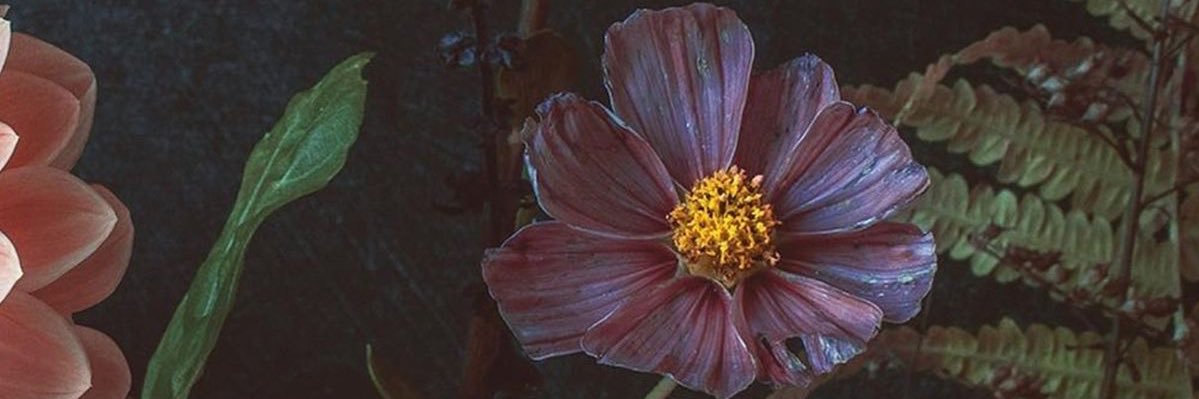 Shapilova's profile banner image