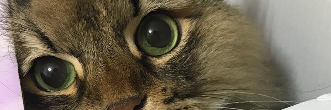 pulcher_'s profile banner image