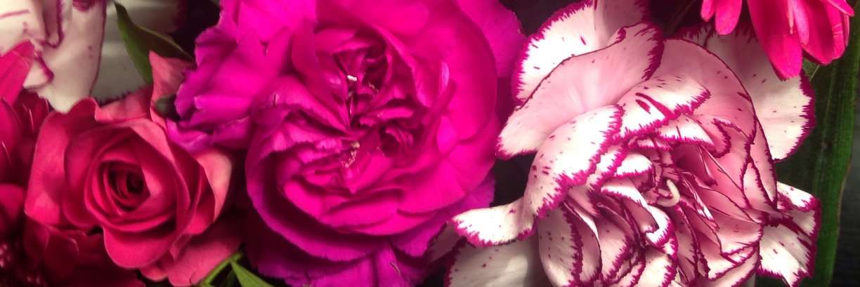 AnnikaPitta's profile banner image