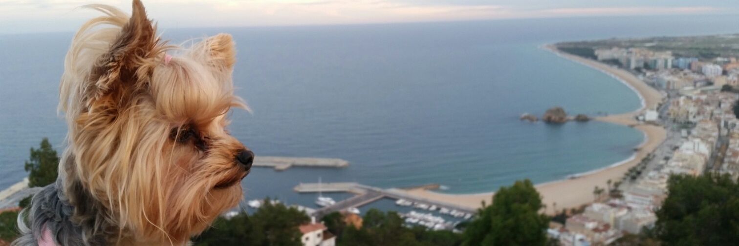 Laialuque5's profile banner image