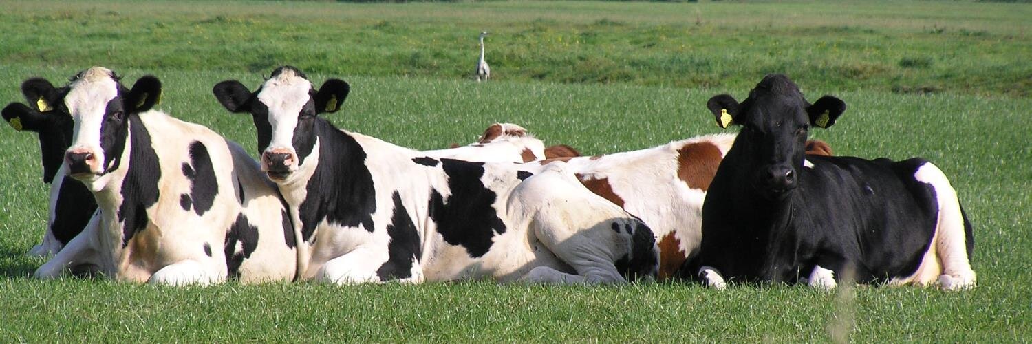 Boerderijen's profile banner image