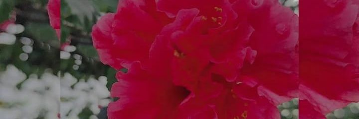 tiviga's profile banner image