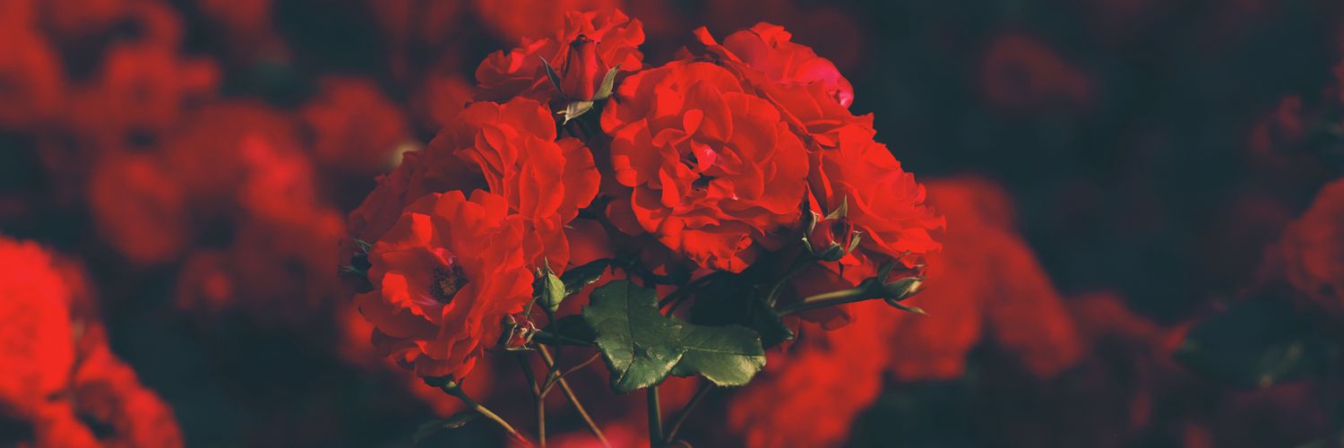 roa_0914's profile banner image