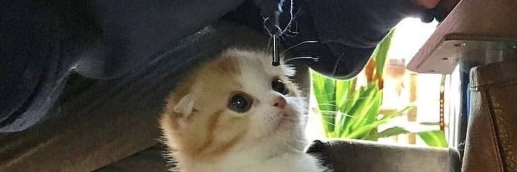 Duo banner