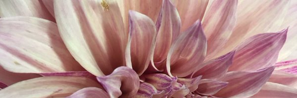 brianneflood Profile Banner