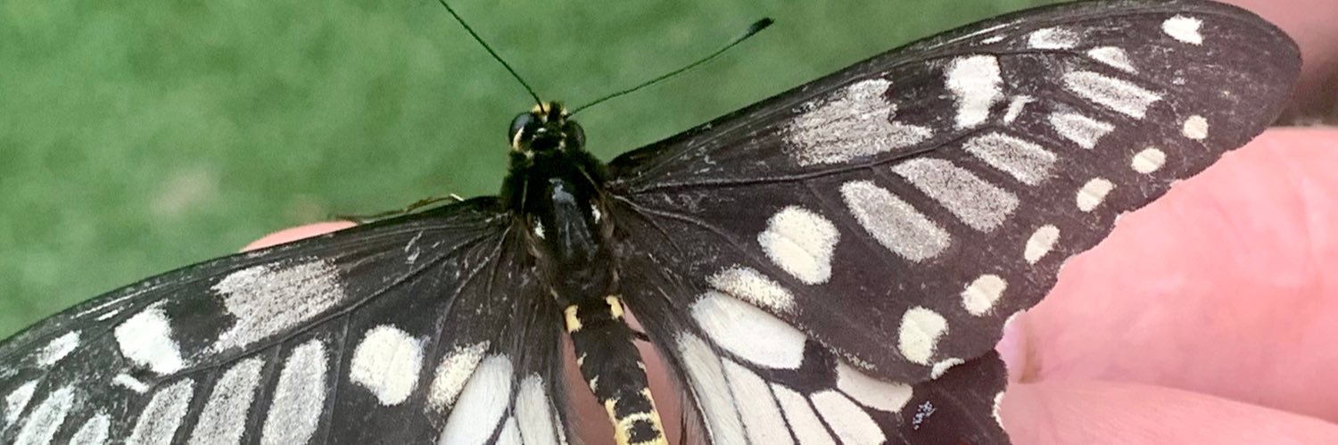 Butterfly133100's profile banner image