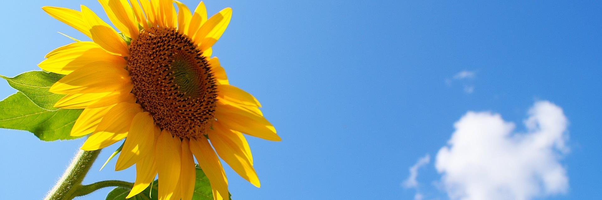 sakura_202's profile banner image