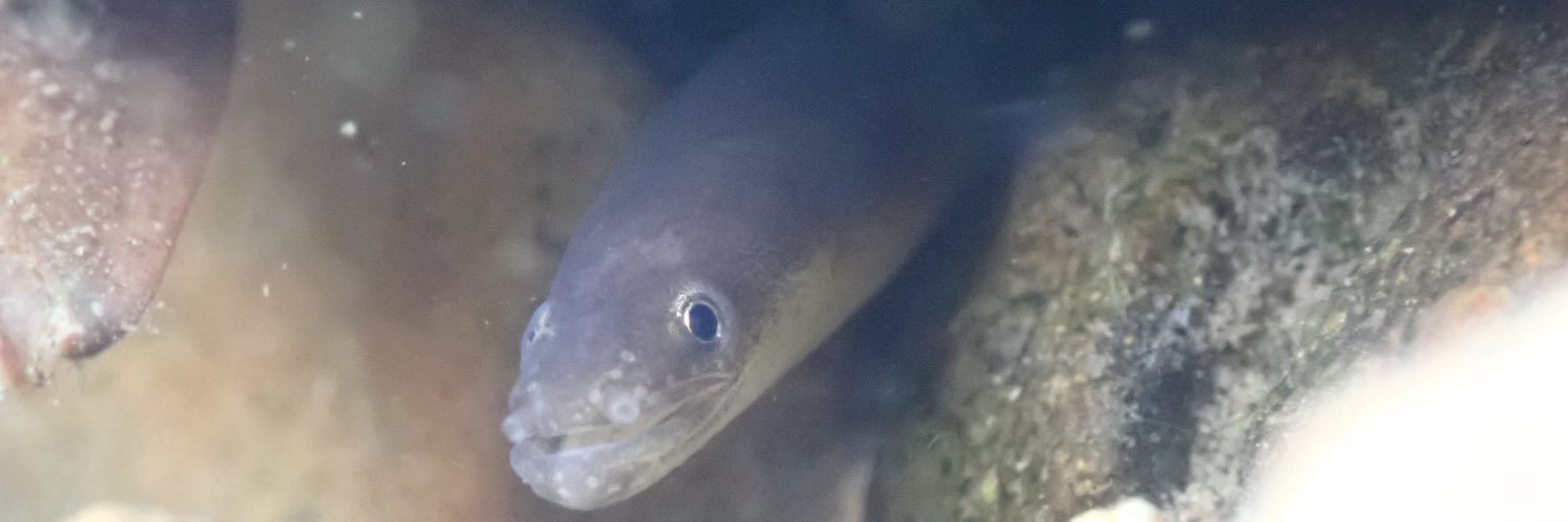 gobius83's profile banner image