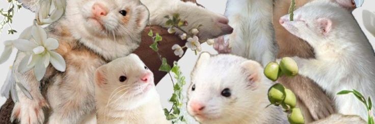 𝗚𝗲𝗼𝗿𝗴𝗲 ദ്ദി(˵ •̀ ᴗ - ˵ ) ✧ (ตอบช้ามากๆ)'s banner