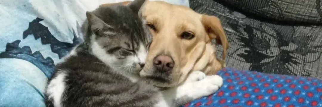 Emilli MoRgAn banner