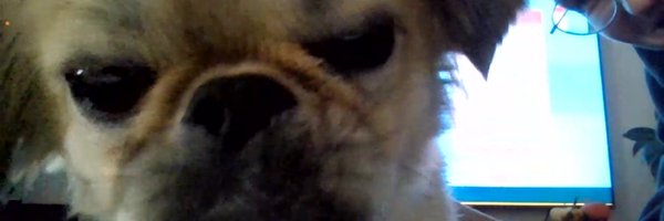 BaarsKaasVGC Profile Banner