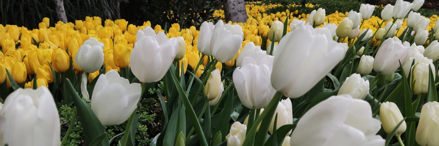 مَمَّد جواد banner