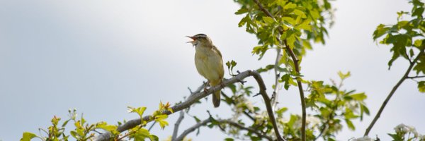 OOSbirding Profile Banner