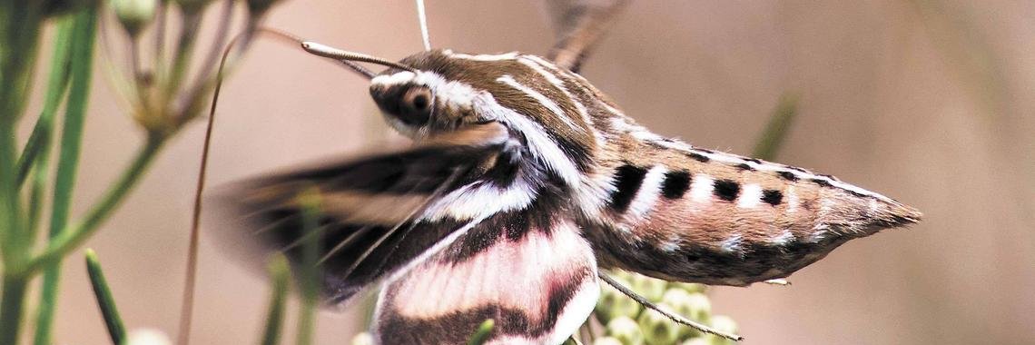 Wasp (and Moth) Enjoyer 🇵🇸's banner