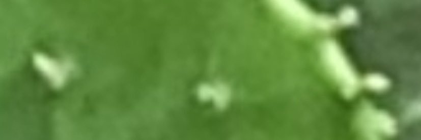 Dillholio banner