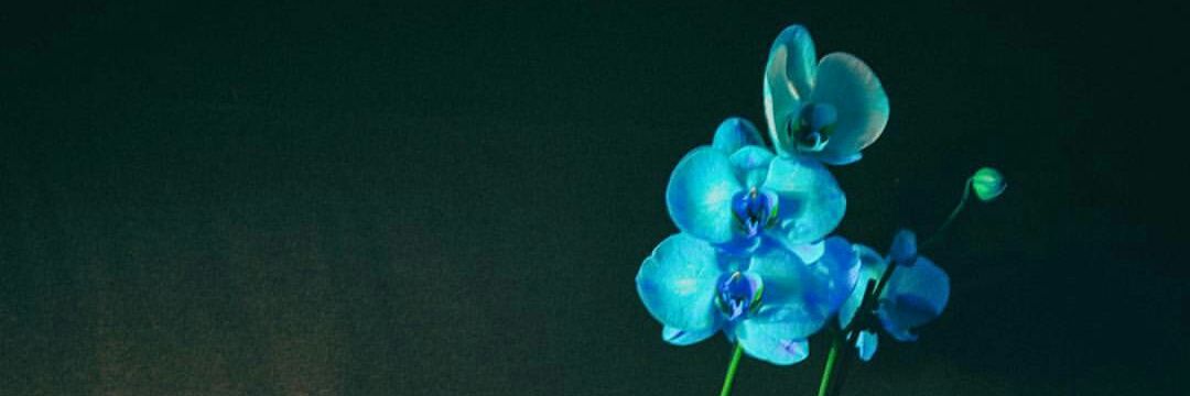 زوآيا المصورين banner