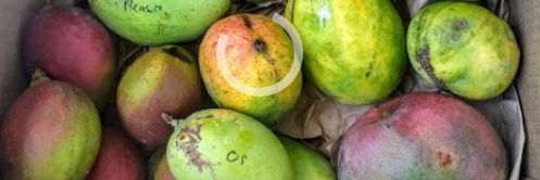 ShipOfFoolsGD banner