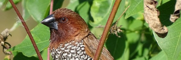 KatCoBirder Profile Banner