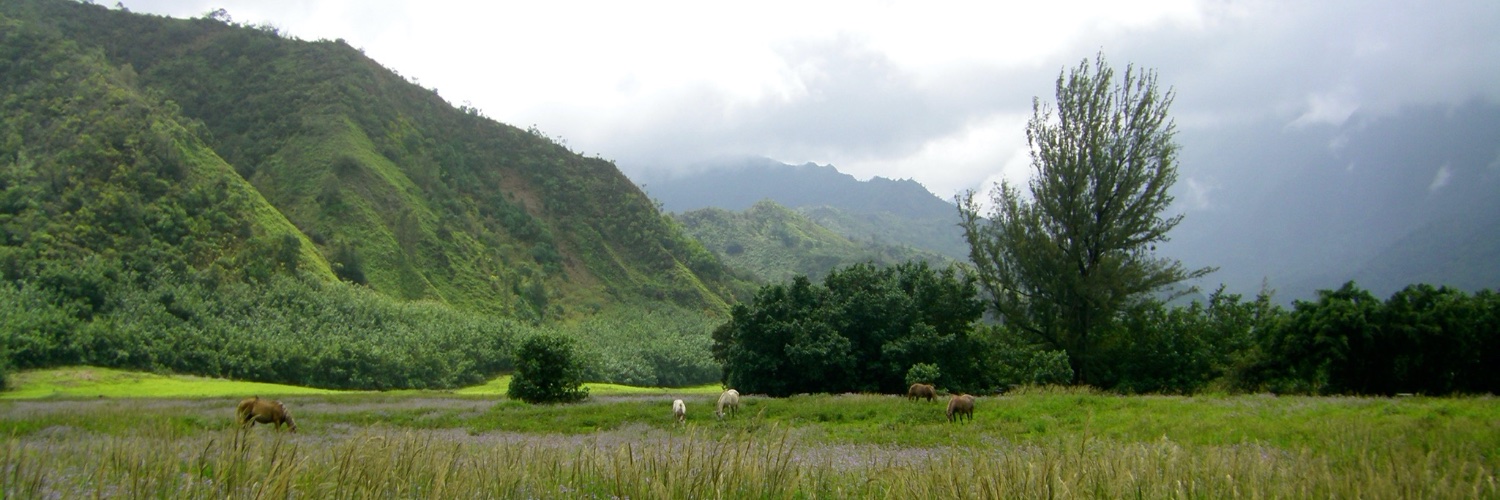 Hadly Clark (she/her) banner