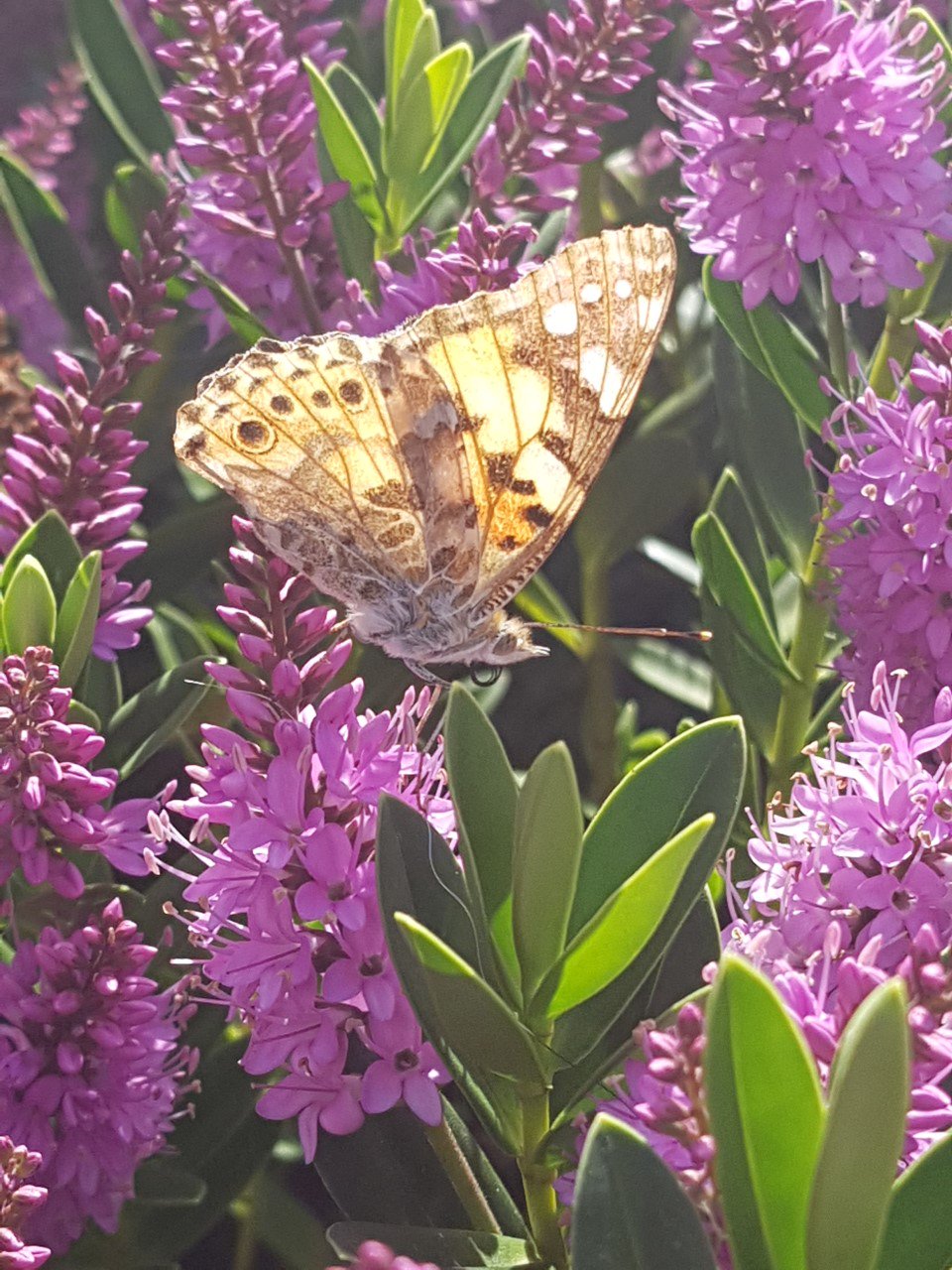 Cass Barrett 🐝🪲🌸🧬 banner