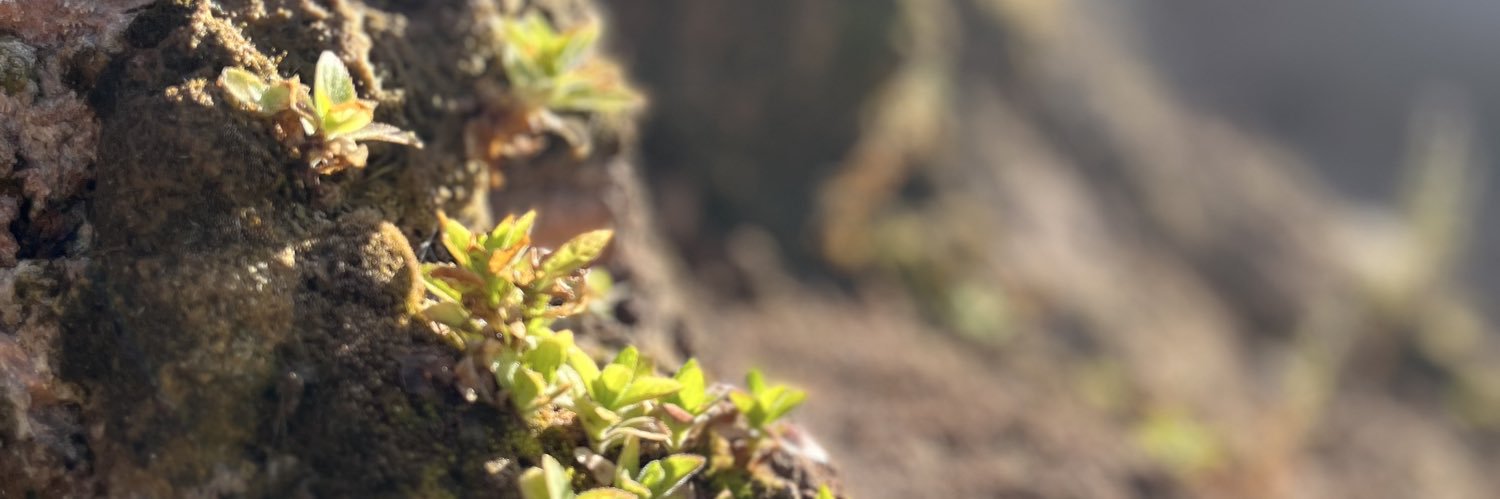 gisqort's profile banner image