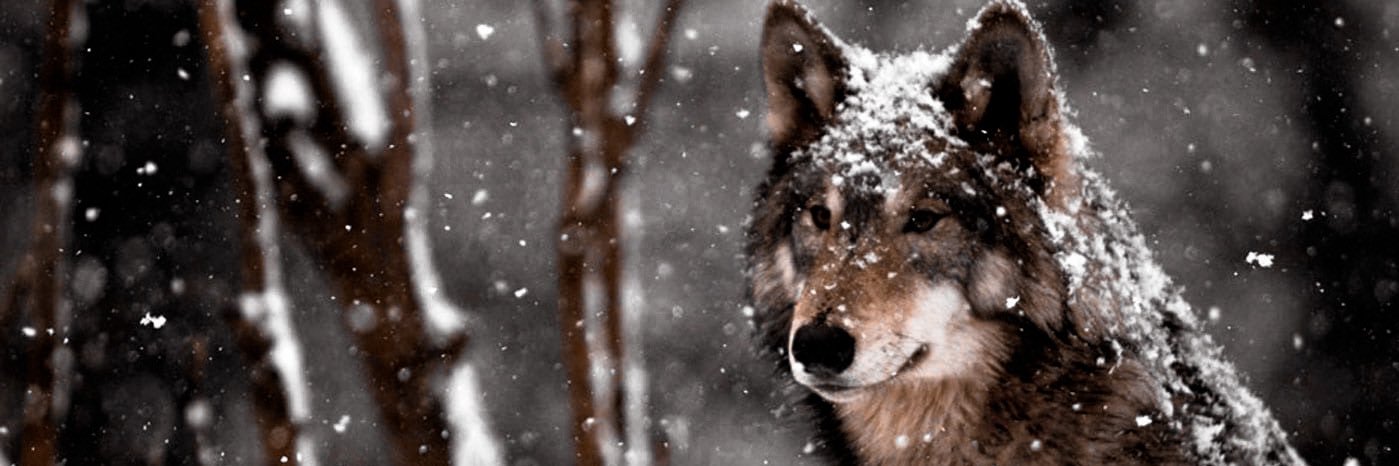 ┆ 𝐵𝑅𝑂𝐷𝑌 banner