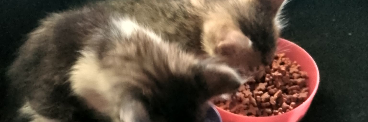 saman_127's profile banner image