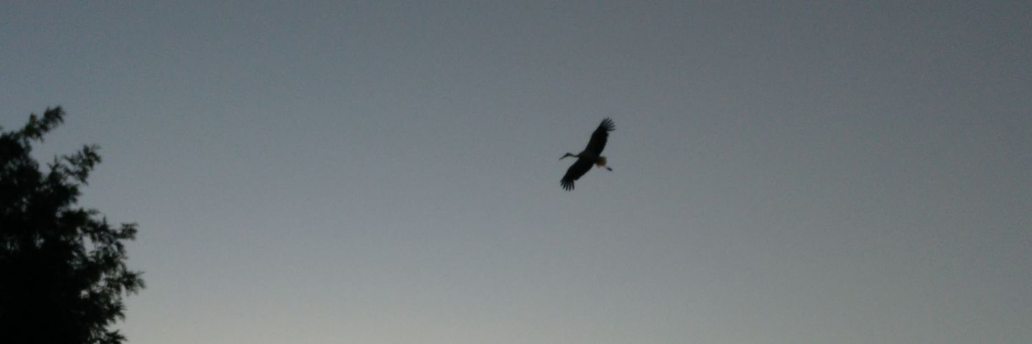 Daniel Jeffares banner