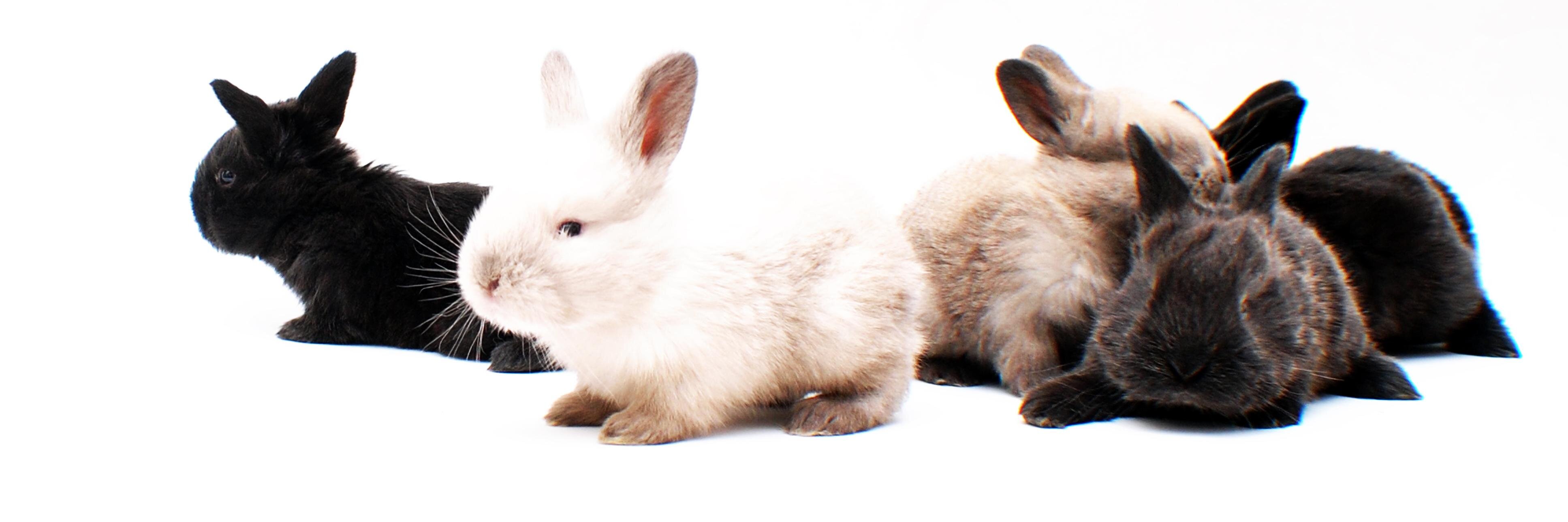 Julia Drangosch 💚💜 banner