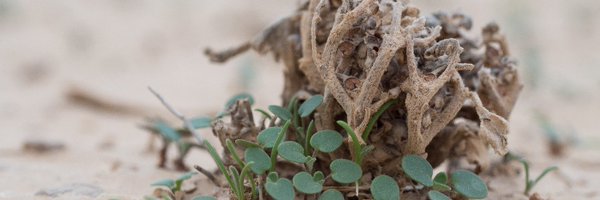 MeravSeifan Profile Banner
