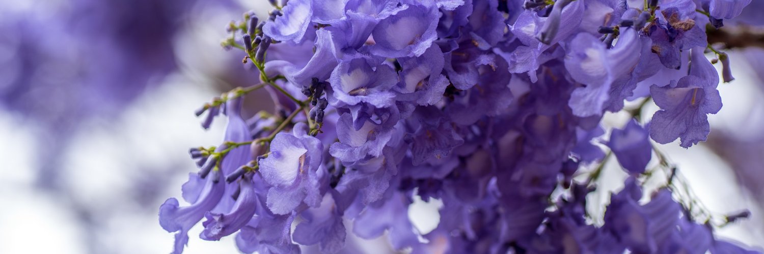 AndyP_BG's profile banner image