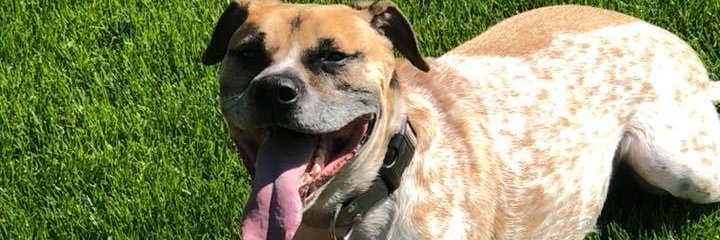 BarksMarlo's profile banner image