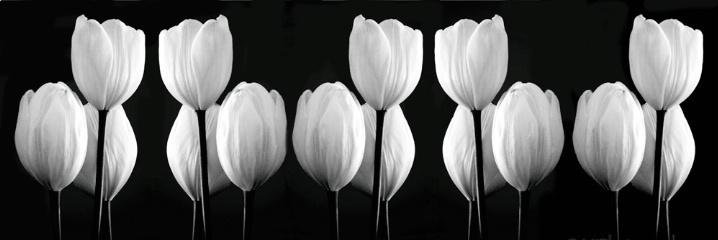 Michelle Fields banner