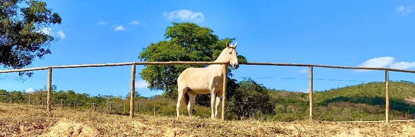 Marcell Castelar banner