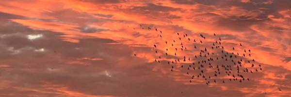 shoeripper Profile Banner