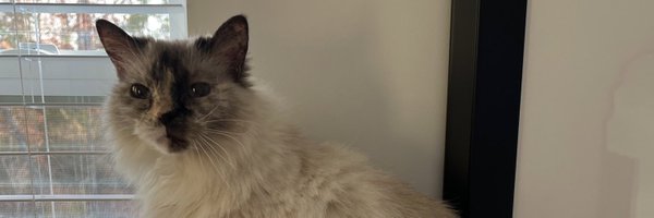 sydnrho Profile Banner