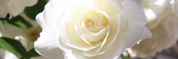 KellyReportBlog Profile Banner