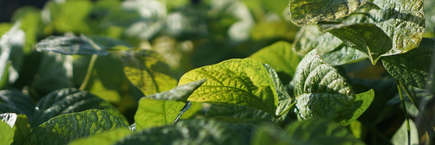 Living Lab Plant banner