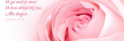 ivyaia's profile banner image