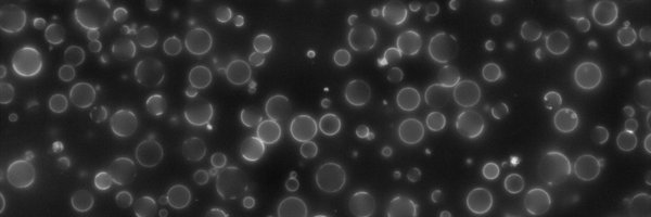 VeatchLab Profile Banner